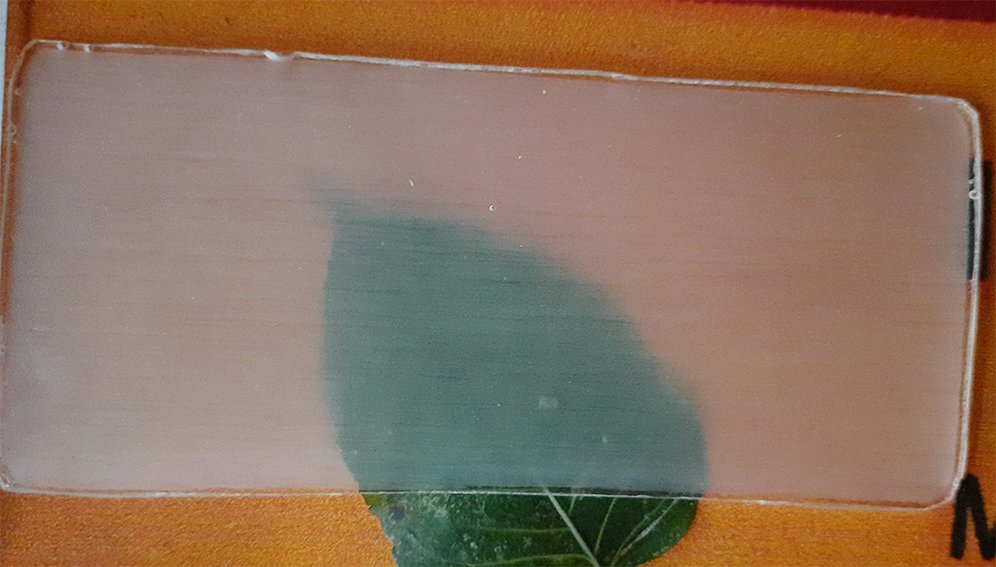 Transparent wood on top of a green leaf