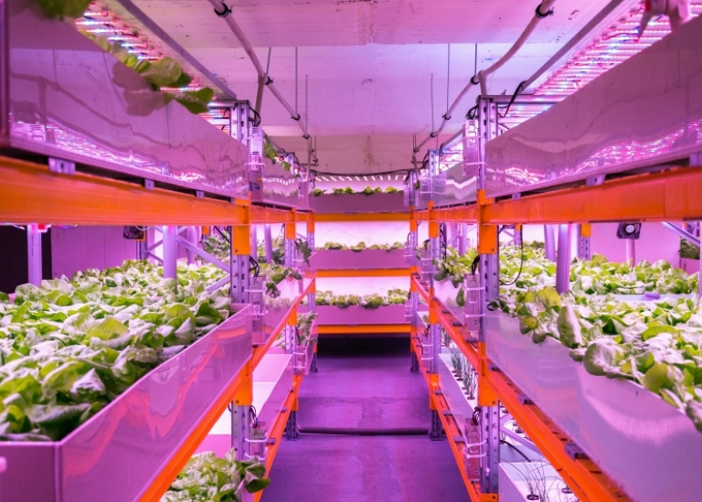 Shelves with lettuce in an aquaponics system