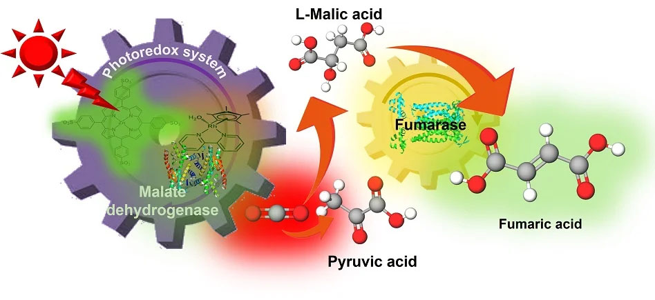 Fumaric acid synthesis from CO2 using solar energy