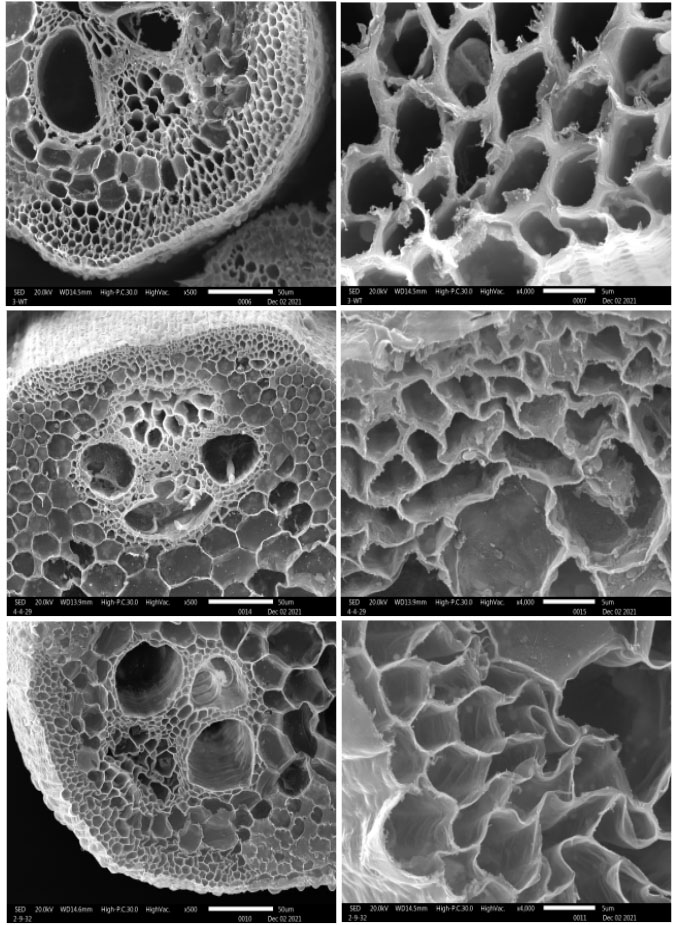 scanning electron microscope images of cross-sections of rice plants