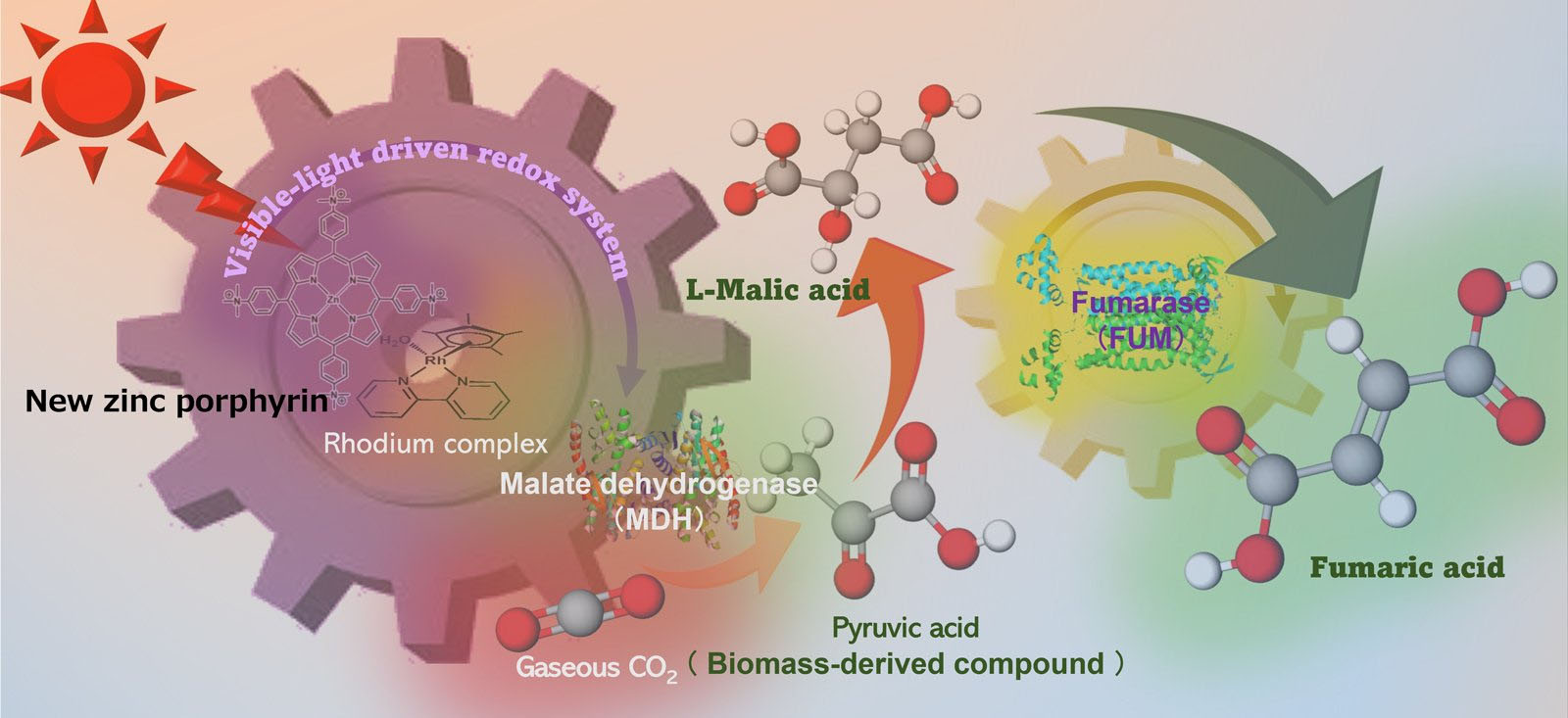 A schematic diagram of how fumaric acid is produced from carbon dioxide using solar energy