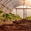 Is greenhouse farming releasing microplastics into water?