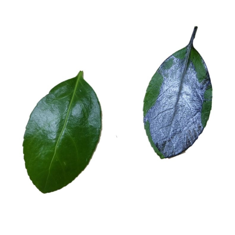 A thin perovskite film coats a fresh leaf