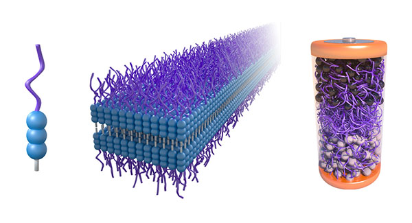 A rendering shows (left) the mPEGAA molecule designed by researchers, (middle) how the molecules self assemble into nanoribbons, and (right) how the molecules are used for the battery electrolyte