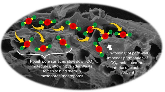the role of mesopores and macropores in capturing carbon dioxide in multi-hierarchical biochar sorbent