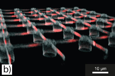 Reconstruction of a 3D fluorescence microscopy. Defined locations (in red) are functionalized