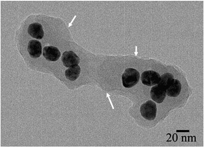 Silver nanoparticles surrounded by an organic layer