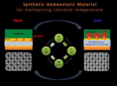 Schematic of a Synthetic Homeostatic Material for Maintaining a Constant Temperature