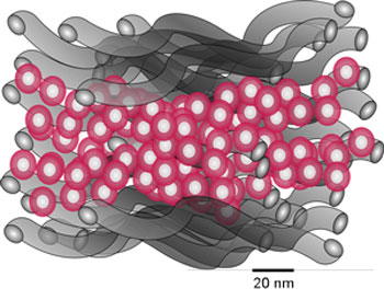 Schematic of electrode consisting of hollow iron oxide nanoparticles sealed between carbon nanotube films.