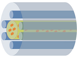 Schematic illustration of a hollow fiber