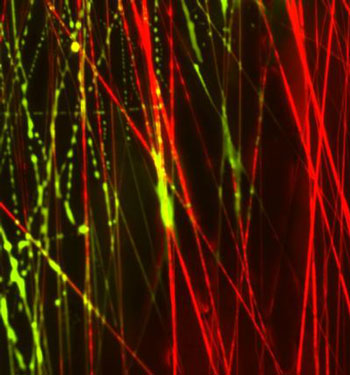 Composite Nanofibers