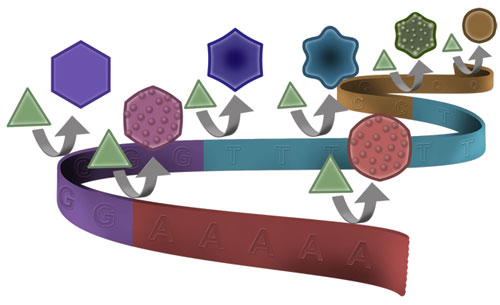 DNA can shape gold nanoparticle growth similarly to the way it shapes protein synthesis, with different letters of the genetic code producing gold circles, stars and hexagons