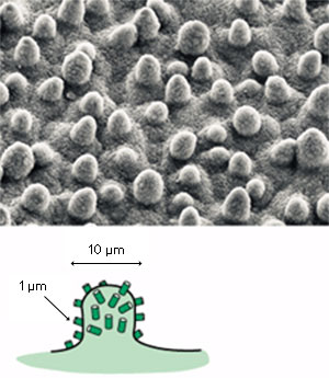 natural lotus leaf surface with bumps in size of about ten micrometers and spikes of below one micrometer