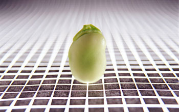 soy bean