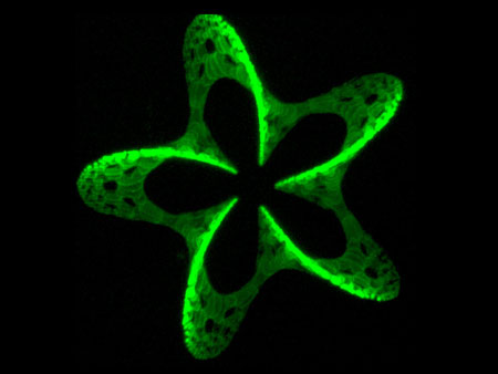 3D pattern, produced by photografting
