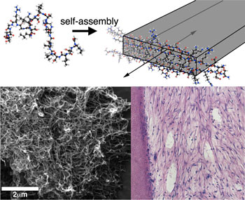 multidomain peptide self-assembling into a nanofiber