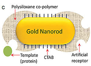 plasmonic biosensor with gold nanorods