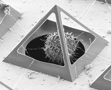 Chondrocyte captured inside a micro pyramid