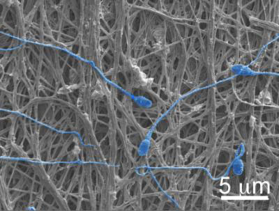 Nanofibers and Sperm