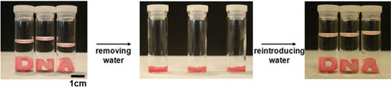 hydrogels