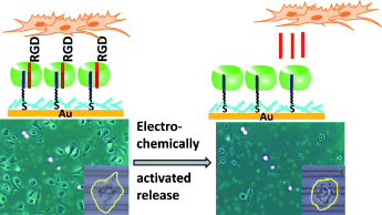 Electrochemically activated cell release is achieved using a redox-active supramolecular complex