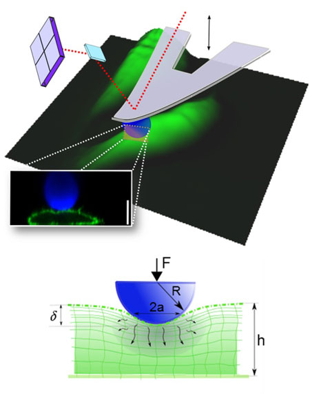 tomic Force Microscopy (AFM) microindentation enables investigation of the dynamic mechanical properties of ?living ?cells