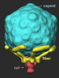 T7 virus has six tail fibers that are folded back against its capsid