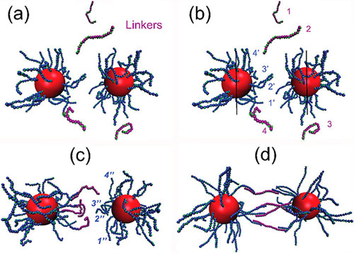 Simulation protocol for dimer formation of two DNA-coated nanoparticles connected by four linkers