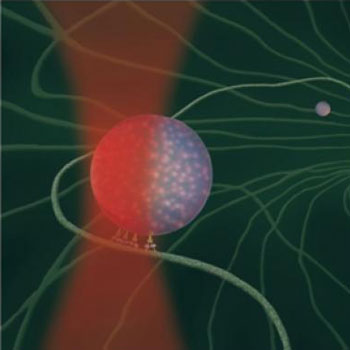 Laser Trapping a Phagosome inside a Cell
