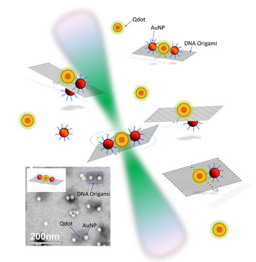 Quantum Dots and Gold Nanoparticles
