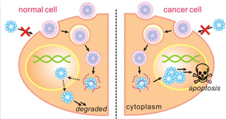 synthesis of degradable nanocapsules into cell nuclei to induce apoptosis