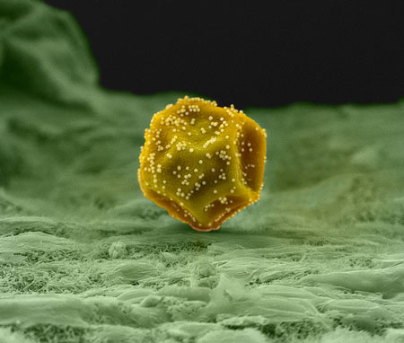 Cupressus sempervirens pollen