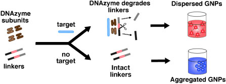 Signal amplification from DNAzymes