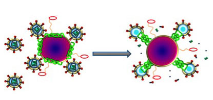 Nanoparticles (purple) carrying melittin (green) fuse with HI