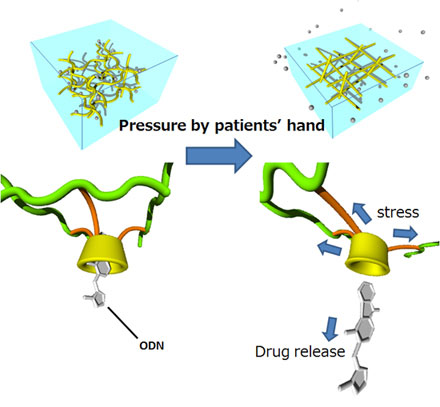 controlled release of ODN from a hydrogel composed of a CyD-containing molecular network by mechanical compression