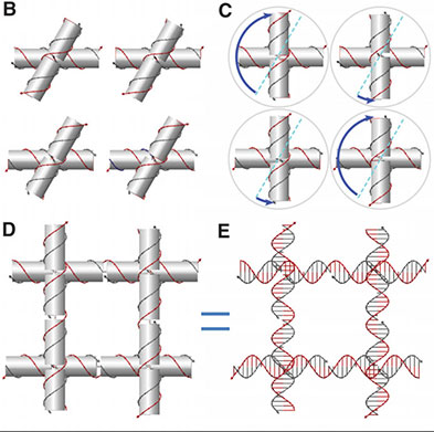 A 4-arm DNA junction