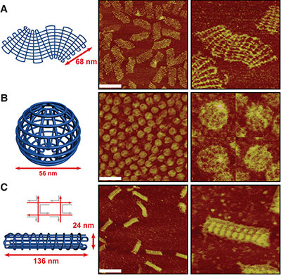 DNA shapes