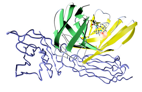 The complex formed between the antibody fragment with the label (green and yellow) and the antigen (blue wire frame)