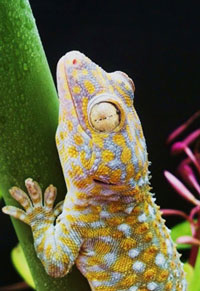 gecko
