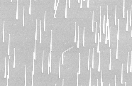 Scanning Electron Microscope image shows an array of nanowires
