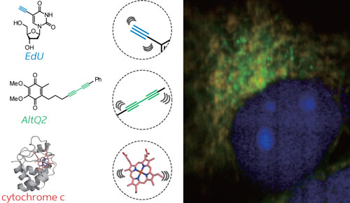 Simultaneous ATRI imaging of two small alkyne-tagged molecules (blue and green) and an endogenous protein (red) within a live cell