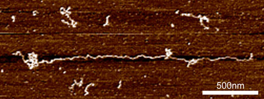 an extended mucin chain on a mica surface