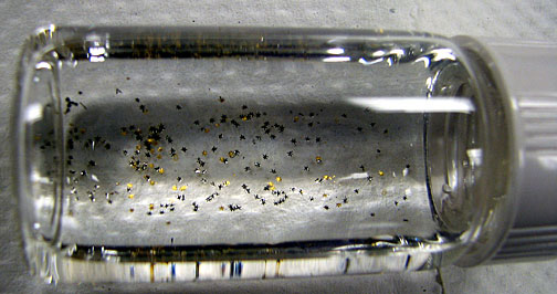 dozens of dust-sized surgical microgrippers in a vial