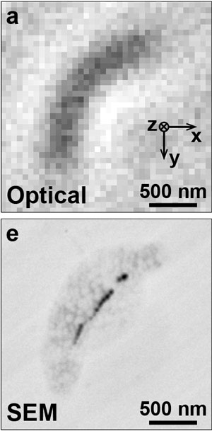 Bright-field image of a magnetotactic bacterium (top) and scanning electron microscope image of the same bacterium (bottom)