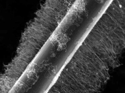 coated carbon nanotube