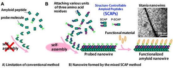 Formation of functionalized nanowires by control of self-assembly of modified amyloid peptides