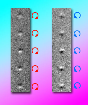 Magnetic transmission soft x-ray microscopy shows the reverse of spin circularity in magnetic vortices in a row of nanodisks