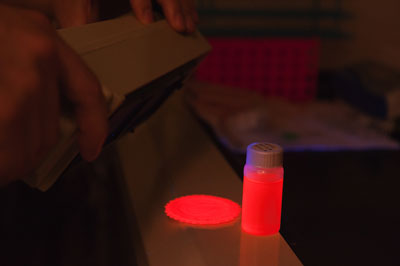 Researchers use a black light to show the photo-luminescence of their silicon nanoparticles