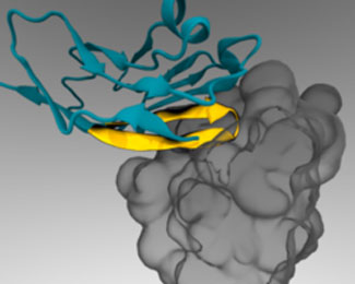 peptide attached to nanoparticle