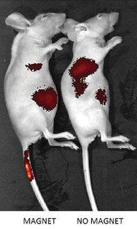 Magnetic iron oxide particles could be used to help doctors direct stem cells to particular parts of the body